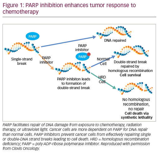 Figure 1: PARP inhibition enhances tumor response to chemotherapy
