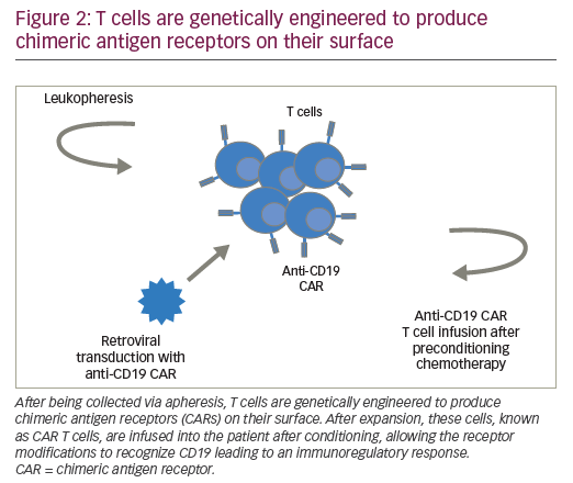 Figure 2: T cells are genetically engineered to produce chimeric antigen receptors on their surface