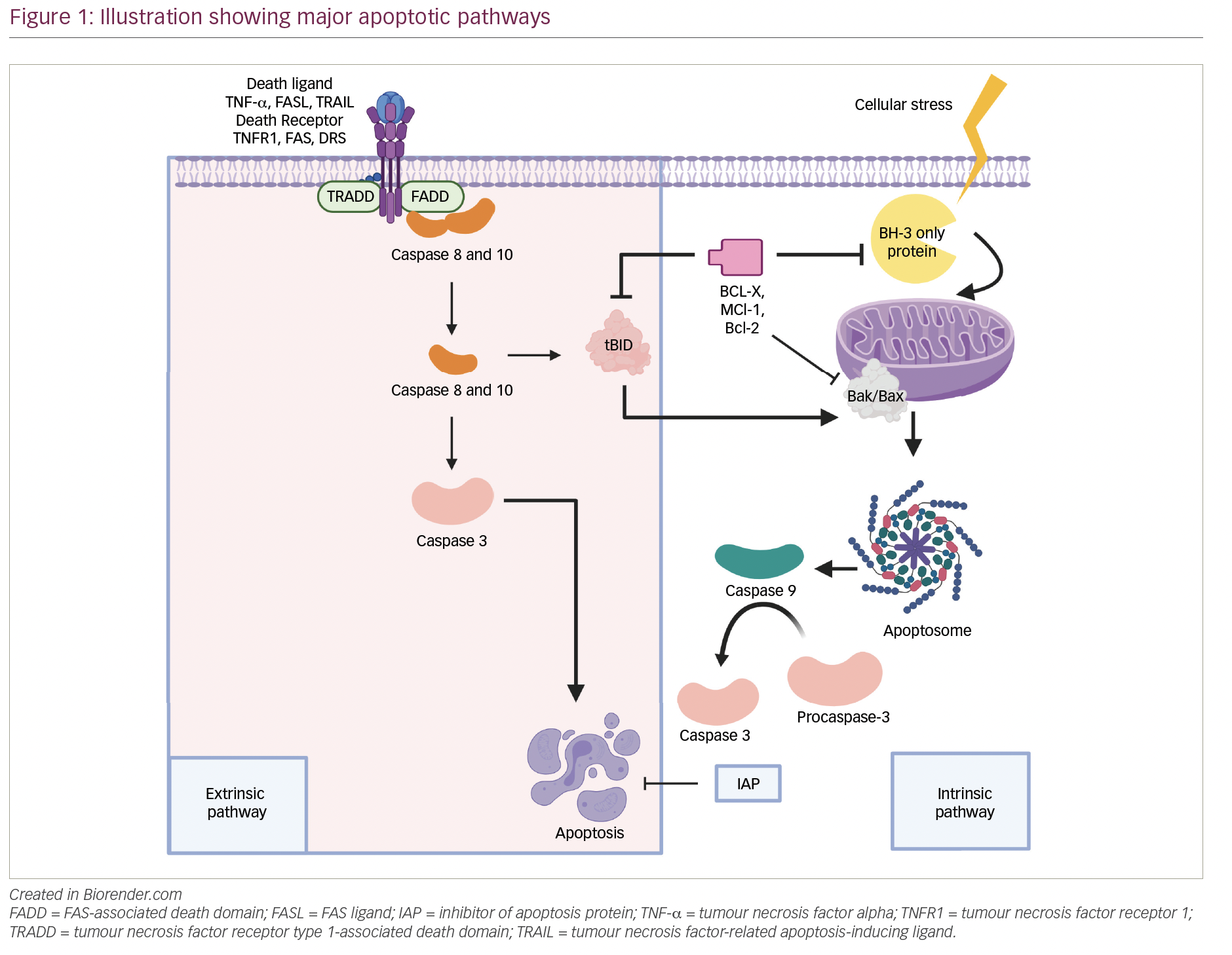 Modulating cancer cell apoptosis