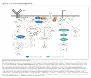 Zanubrutinib For The Treatment Of B-cell Malignancies - TouchONCOLOGY