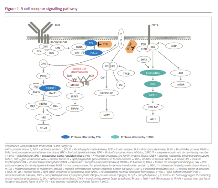 Zanubrutinib For The Treatment Of B-cell Malignancies - TouchONCOLOGY