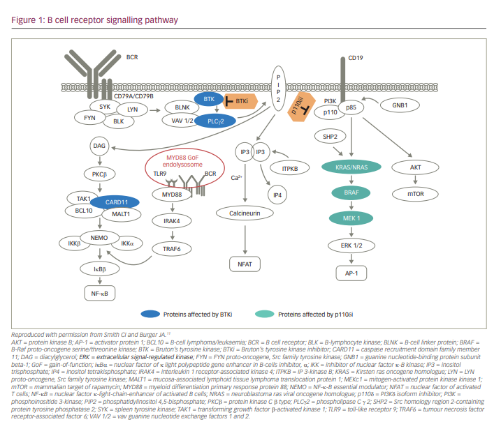 Figure 1: B cell receptor signalling pathway