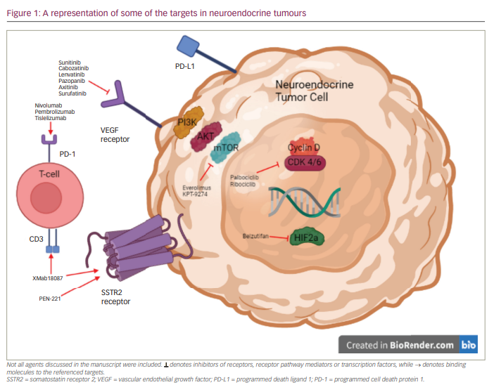 Figure 1: A representation of some of the targets in neuroendocrine tumours