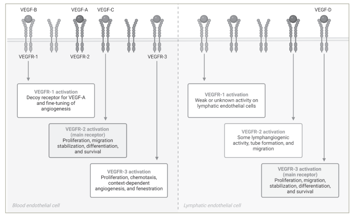 Figure 1: The vascular endothelial growth factor receptor family and fruquintinib activity