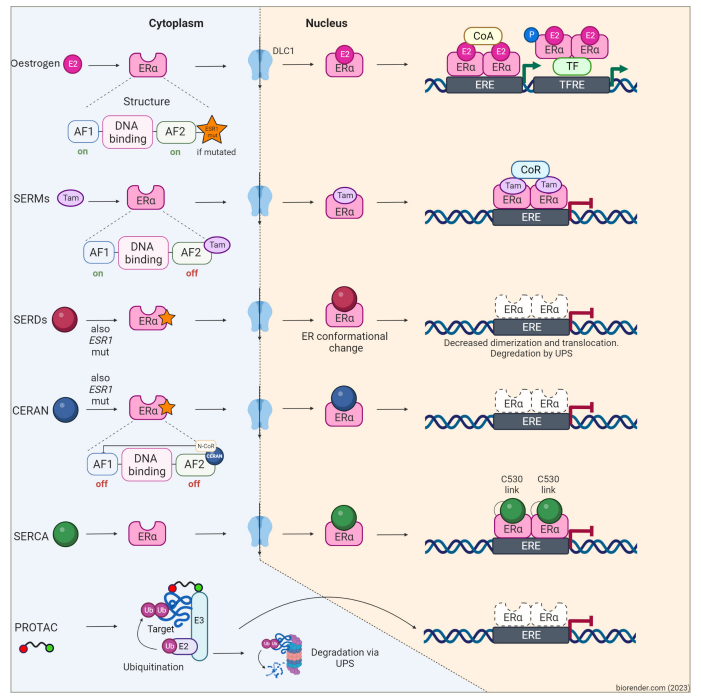 Figure 2: Mechanism of action of oestrogen receptor inhibitors used in breast cancer treatment