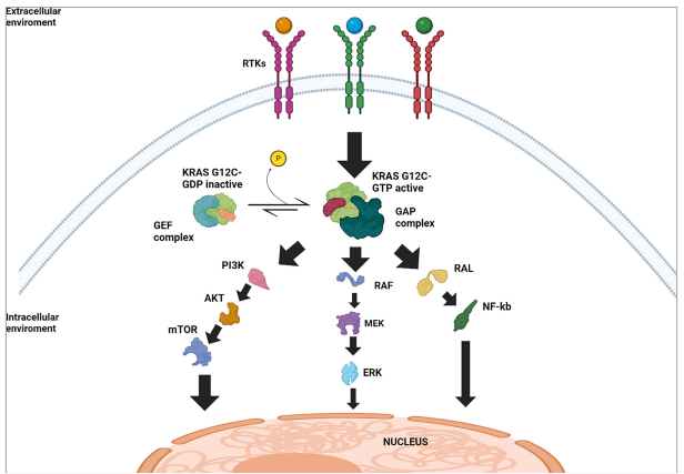 Figure 1: Schematic representation of Kirsten rat sarcoma virus G12C signalling pathways and regulatory mechanisms