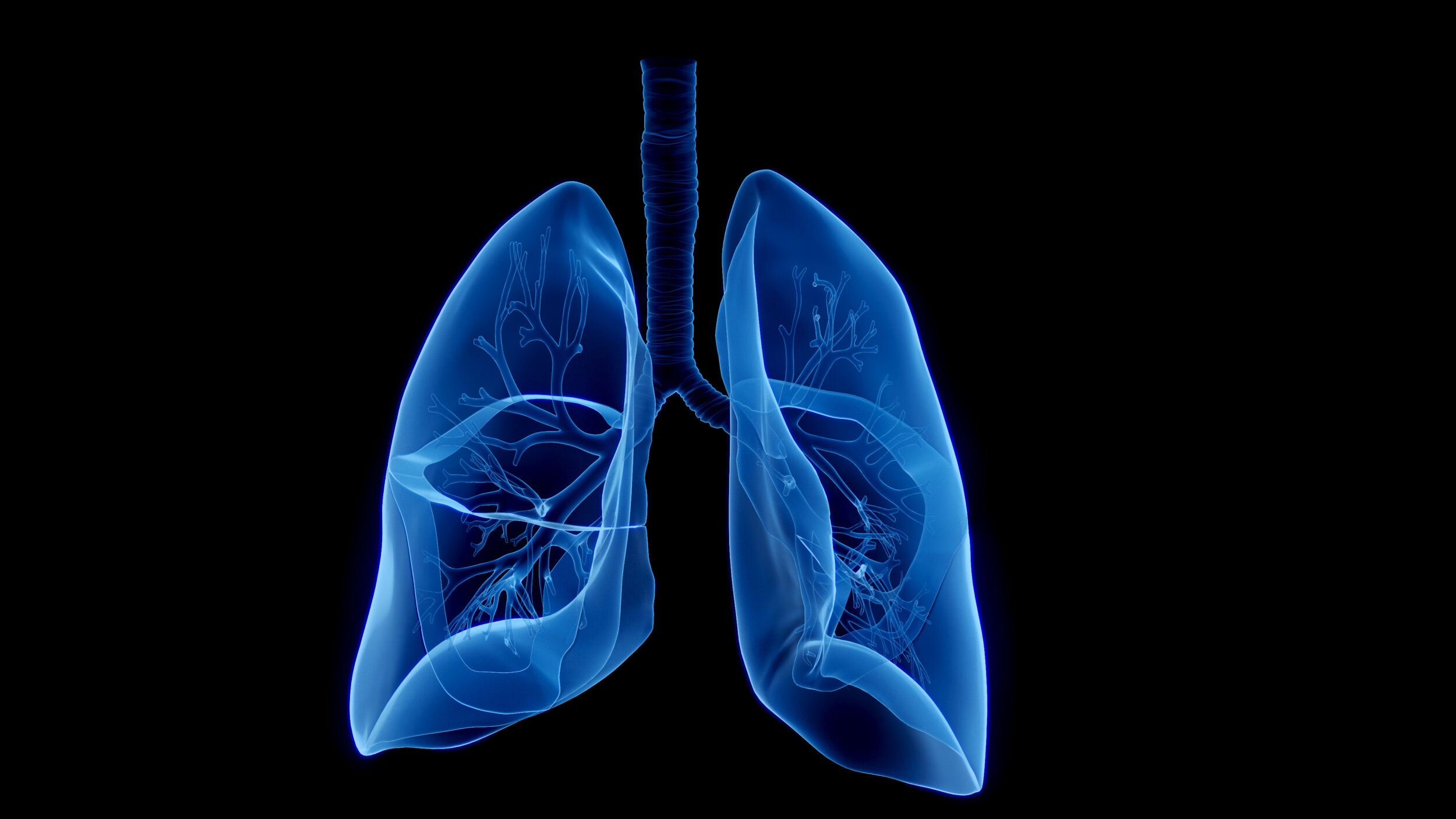 3D Rendered Medical Illustration of The Lungs.