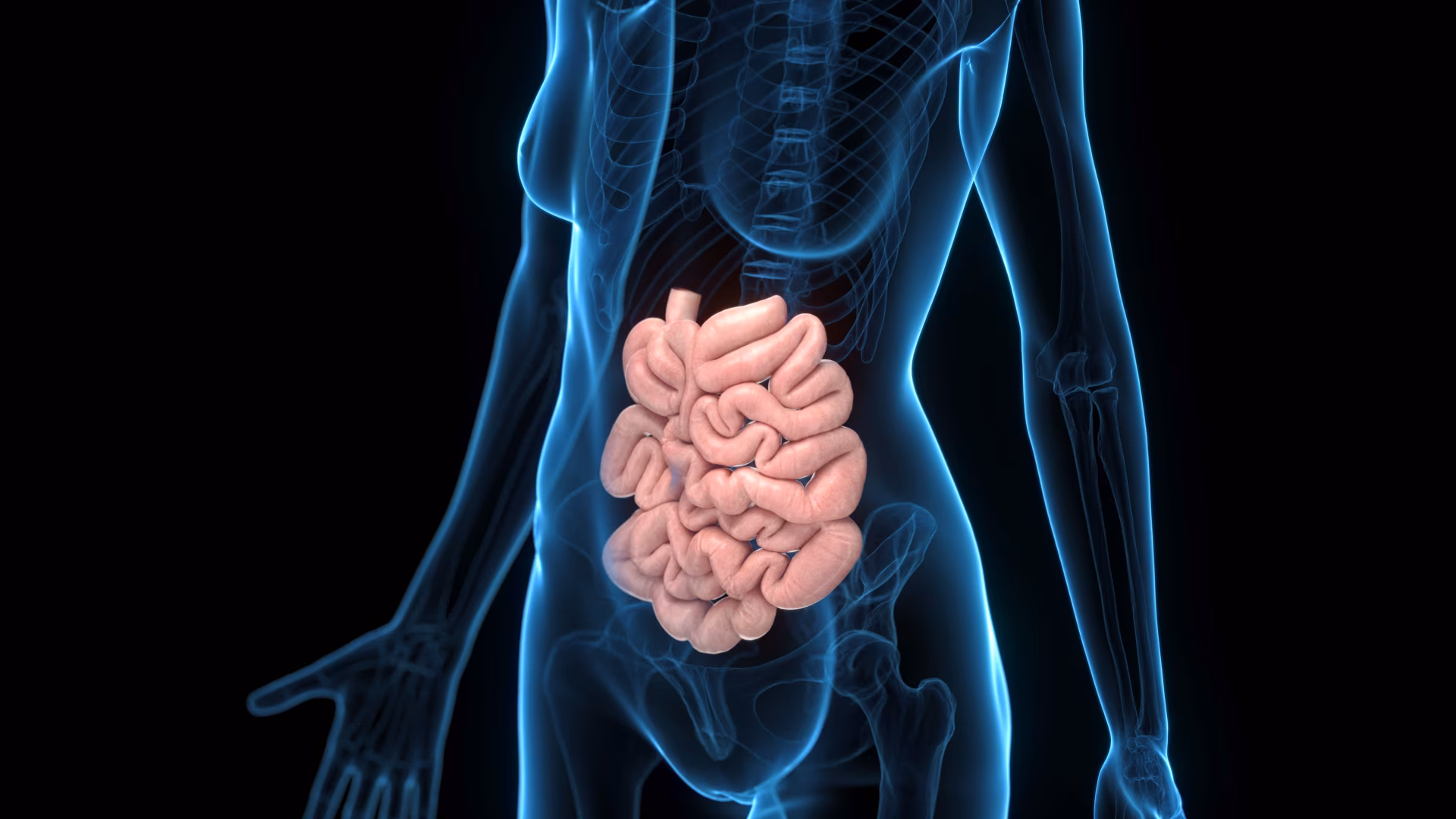 A Detailed 3D Depiction Of The Small Intestines Of A Human Female