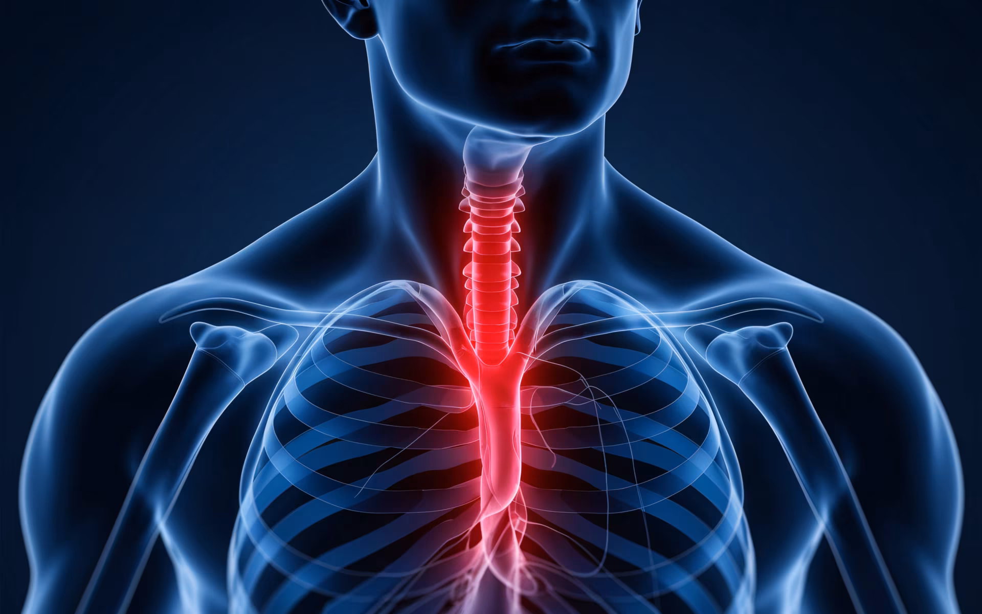 Respiratory System, 3D illustration of human anatomy highlighting the esophagus.