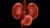 Human kidneys and bladder anatomical medical 3d render illustration