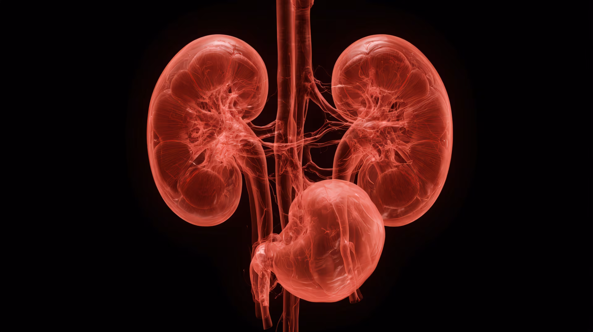 Human kidneys and bladder anatomical medical 3d render illustration